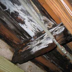 image of burn damage found in a real estate inspection by fred willcox. burn damage not reported by seller.